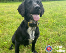 Police Dog Charlie Tracks Down Cocaine 